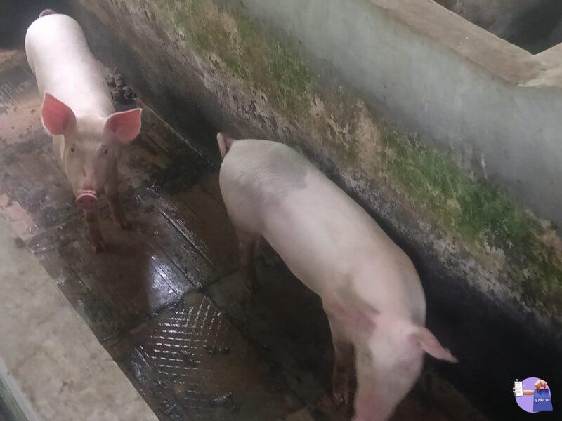 Pig