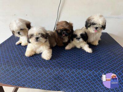 Shihtzu with certificate
