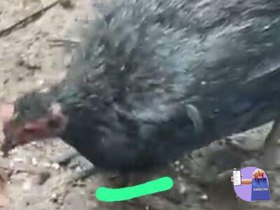 Chicken