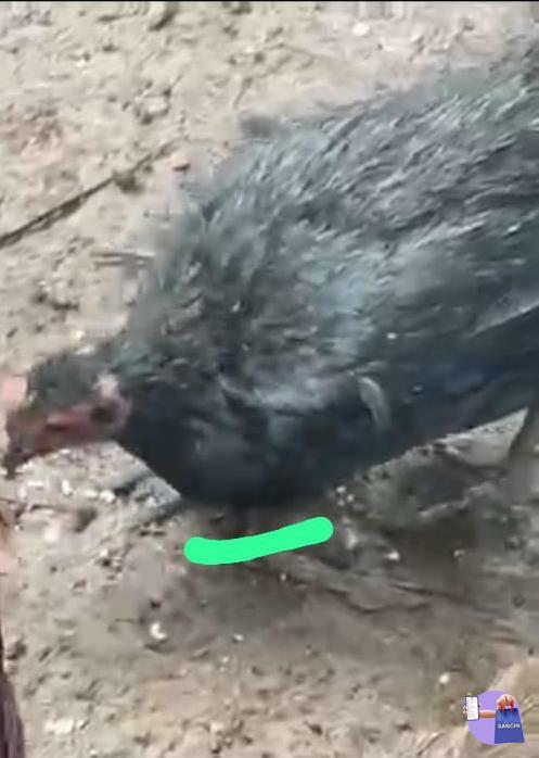Chicken