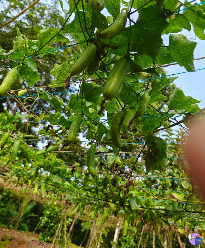 Stem