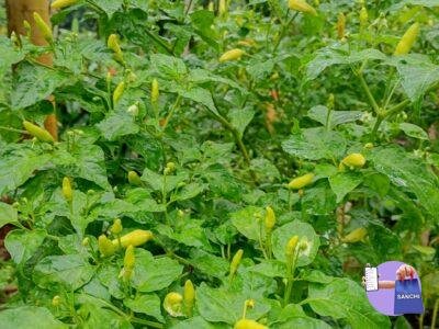 Bird's eye chilli