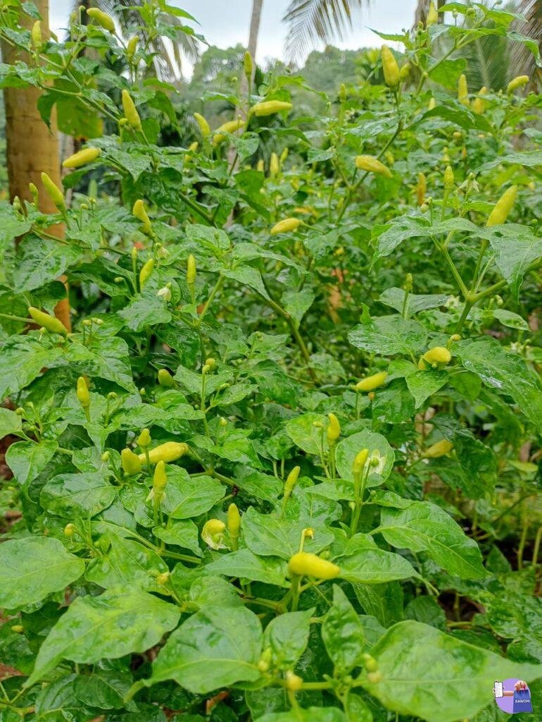 Bird's eye chilli