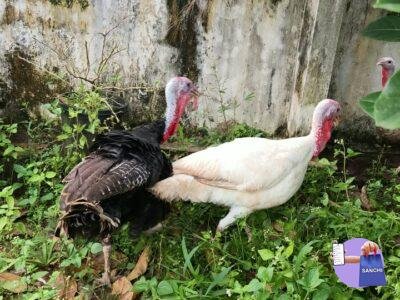 Turkey kozhi