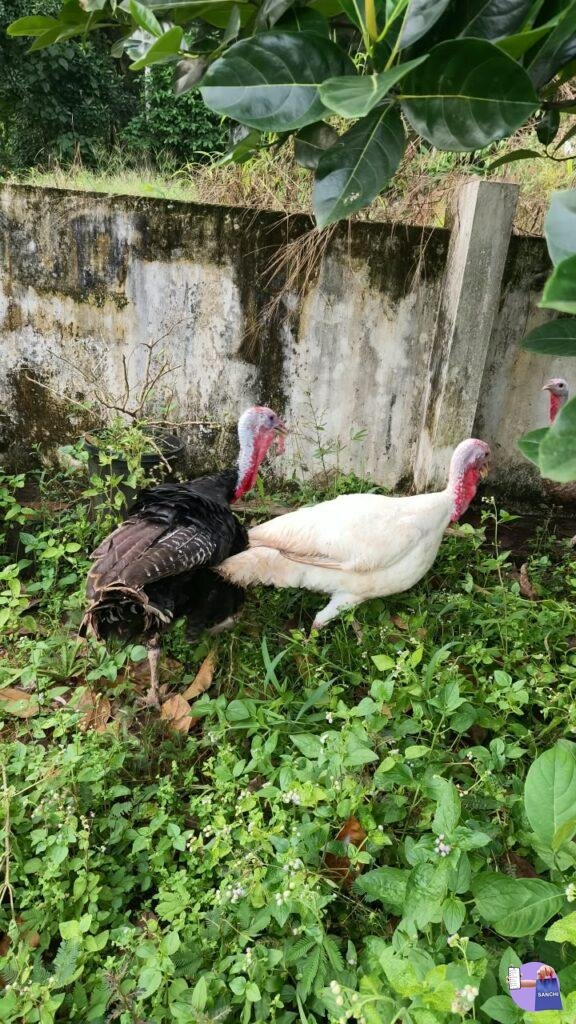 Turkey kozhi