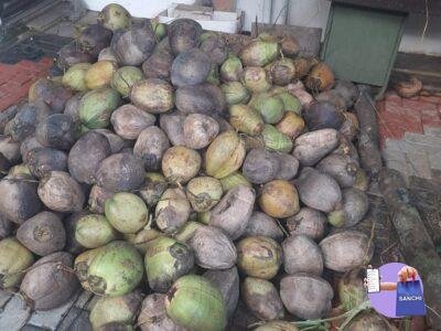 Coconut