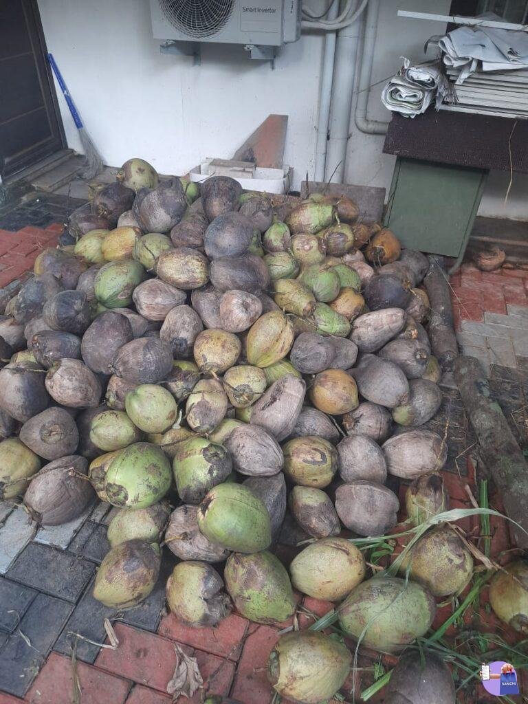 Coconut