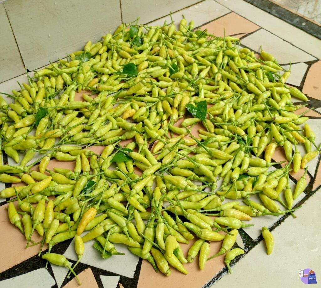 Bird's eye chilli