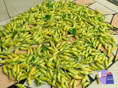 Bird's eye chilli
