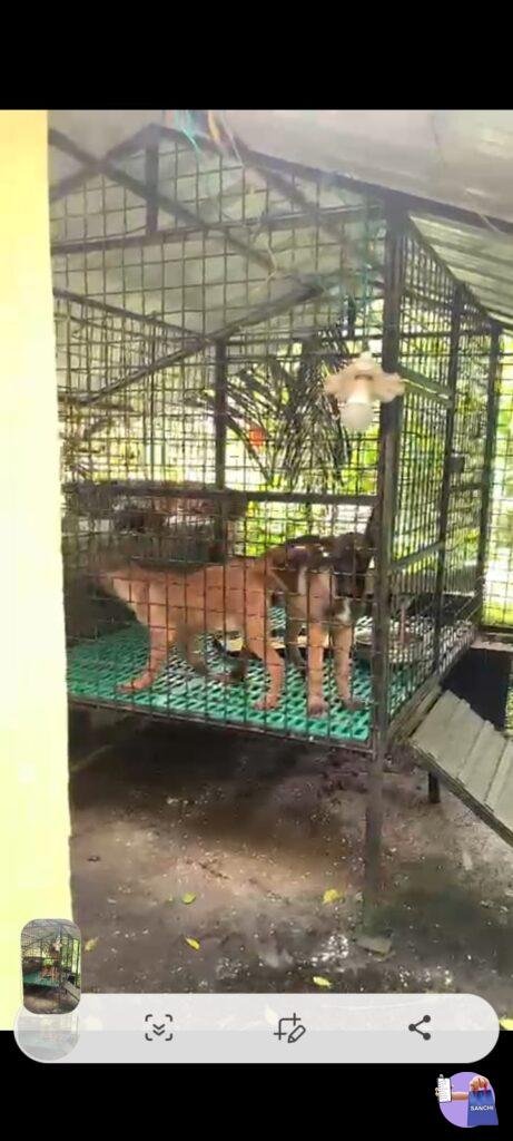 Belgium Malino puppies