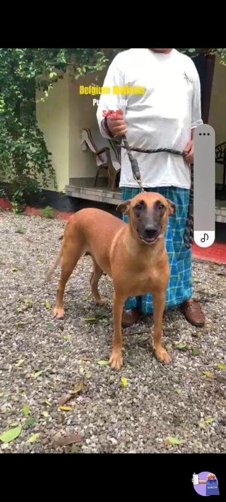Belgium Malino puppies