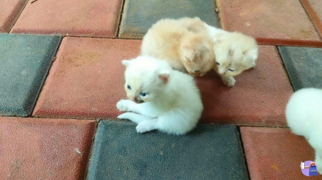 Cat