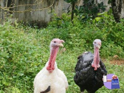 Turkey kozhi