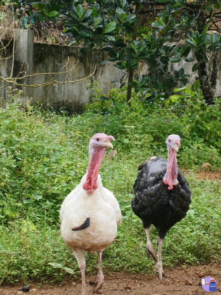 Turkey kozhi