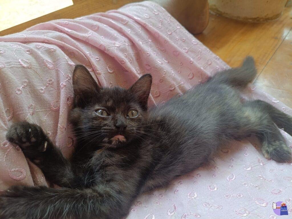 Kitten
