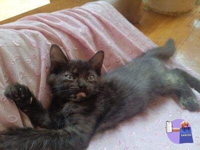 Kitten