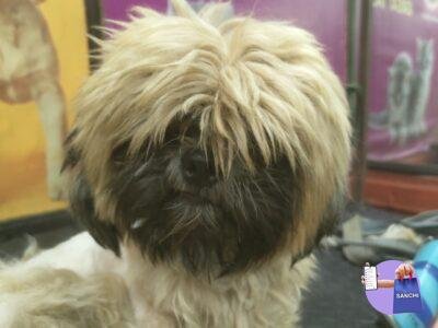 Shih Tzu