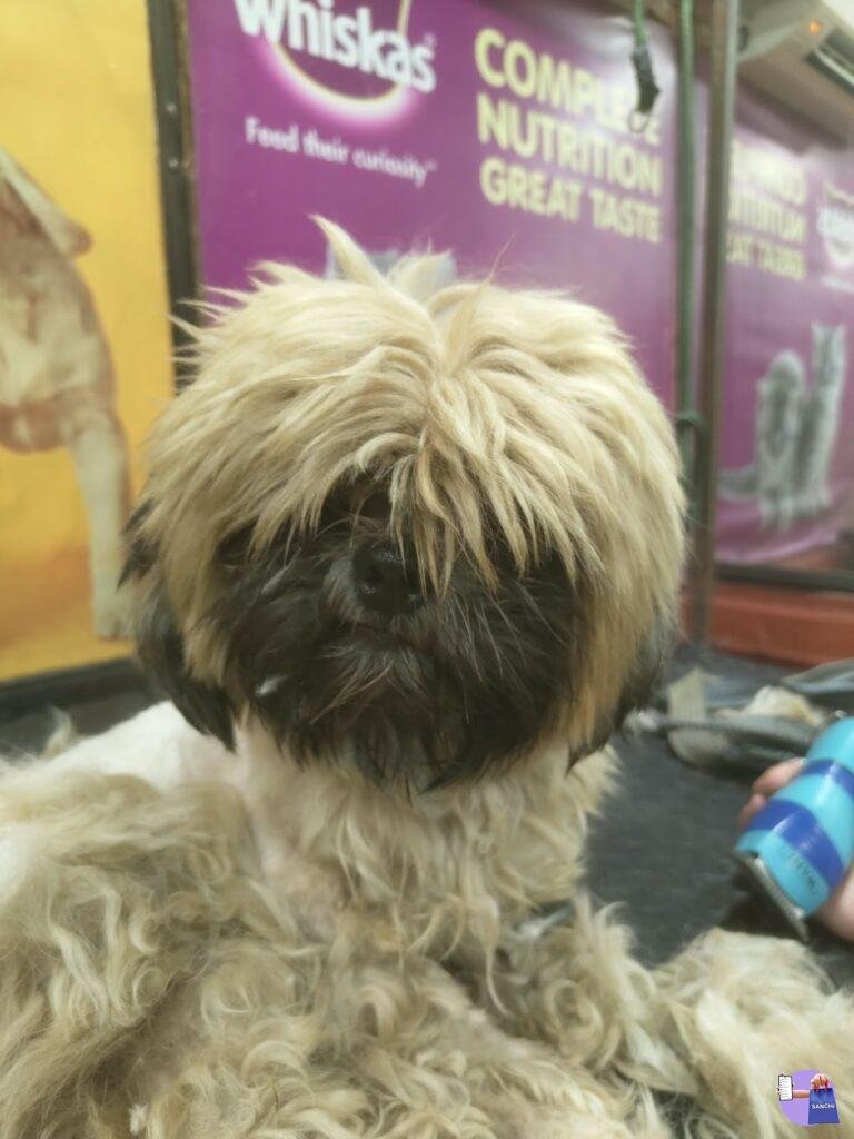 Shih Tzu