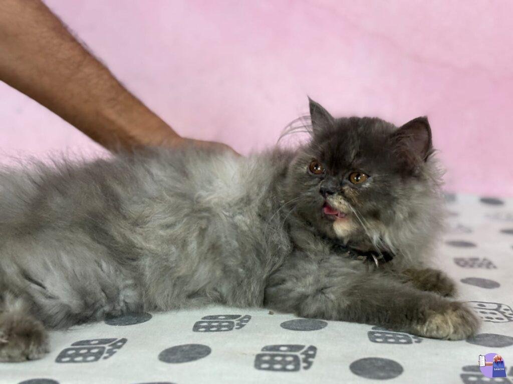 Kitten
