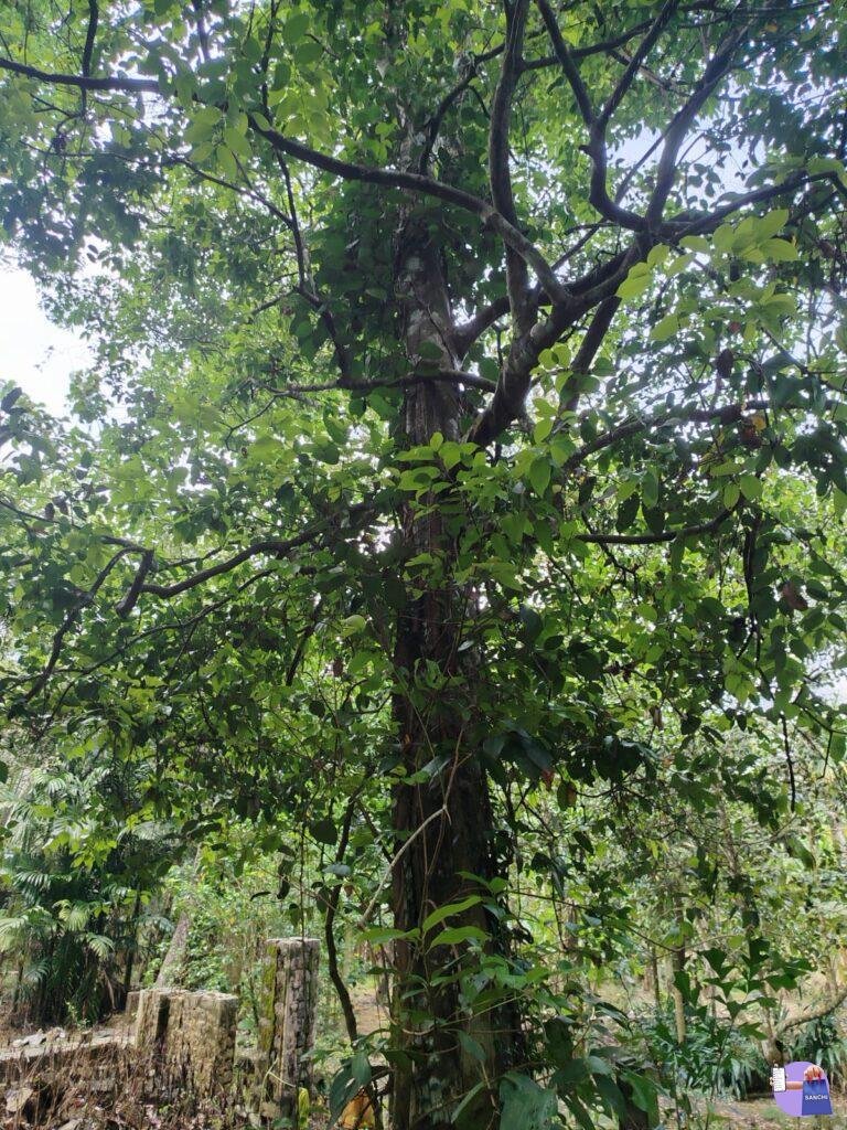 Tree